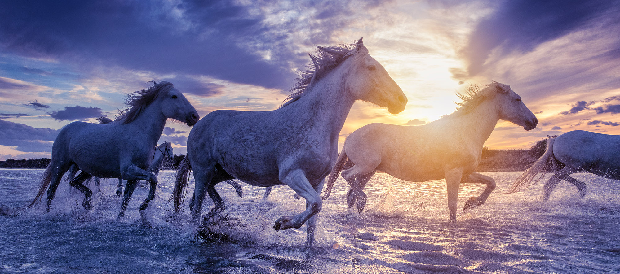 White horses in Camargue, France.